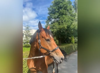 Freiberger, Caballo castrado, 10 años, 157 cm, Castaño