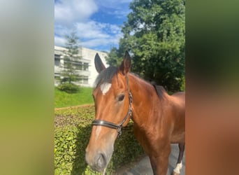 Freiberger, Caballo castrado, 10 años, 157 cm, Castaño