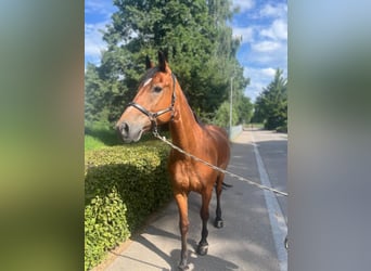 Freiberger, Caballo castrado, 10 años, 157 cm, Castaño