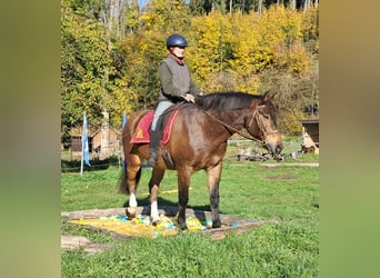 Freiberger, Caballo castrado, 10 años, 160 cm, Castaño