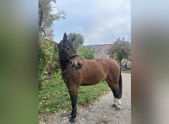 Freiberger, Caballo castrado, 10 años, 163 cm, Castaño