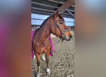 Freiberger, Caballo castrado, 11 años, 152 cm, Castaño