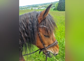 Freiberger, Caballo castrado, 11 años, 152 cm, Castaño