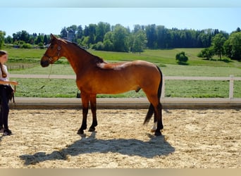 Freiberger, Caballo castrado, 11 años, 157 cm, Castaño