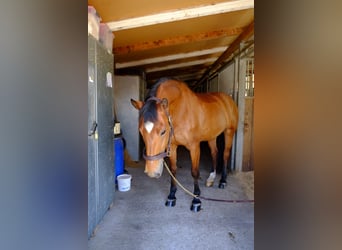 Freiberger, Caballo castrado, 11 años, 157 cm, Castaño