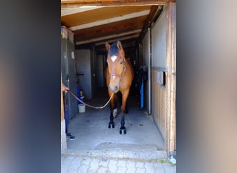 Freiberger, Caballo castrado, 11 años, 157 cm, Castaño