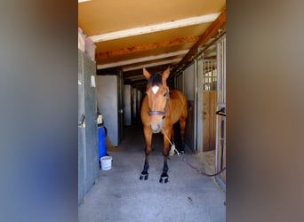Freiberger, Caballo castrado, 11 años, 157 cm, Castaño