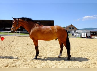 Freiberger, Caballo castrado, 11 años, 157 cm, Castaño