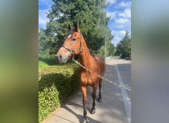 Freiberger, Caballo castrado, 11 años, 157 cm, Castaño