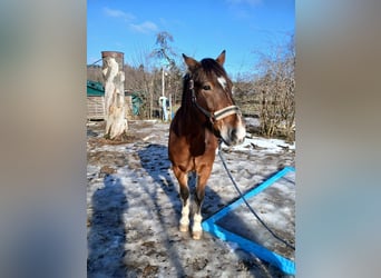 Freiberger, Caballo castrado, 12 años, 155 cm, Castaño