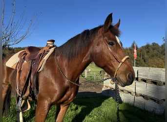 Freiberger, Caballo castrado, 12 años, 160 cm, Castaño