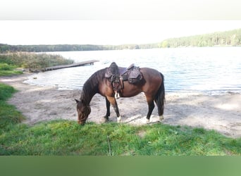 Freiberger, Caballo castrado, 14 años, 160 cm, Castaño oscuro