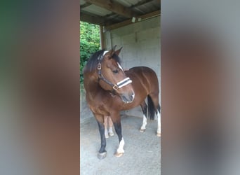 Freiberger, Caballo castrado, 15 años, 152 cm, Castaño oscuro