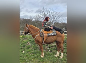 Freiberger, Caballo castrado, 15 años, 157 cm, Alazán