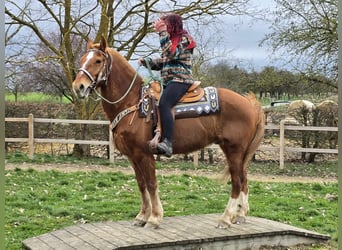Freiberger, Caballo castrado, 15 años, 157 cm, Alazán