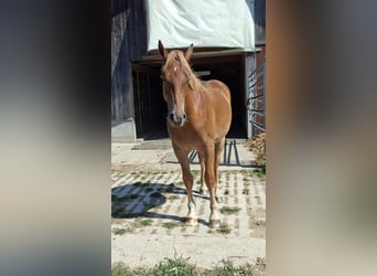 Freiberger, Caballo castrado, 1 año, 150 cm, Alazán