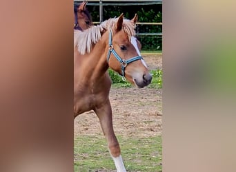 Freiberger, Caballo castrado, 1 año, 158 cm, Alazán