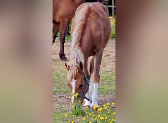 Freiberger, Caballo castrado, 1 año, 158 cm, Alazán