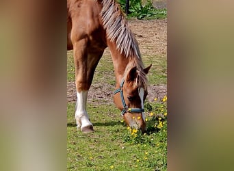 Freiberger, Caballo castrado, 1 año, 158 cm, Alazán