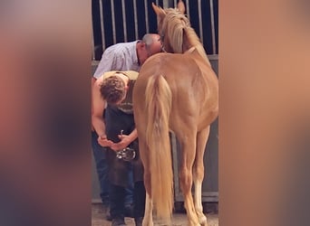 Freiberger, Caballo castrado, 1 año, 158 cm, Alazán