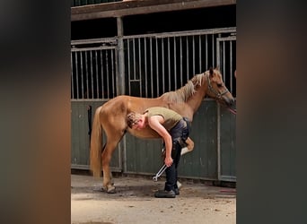 Freiberger, Caballo castrado, 1 año, 158 cm, Alazán