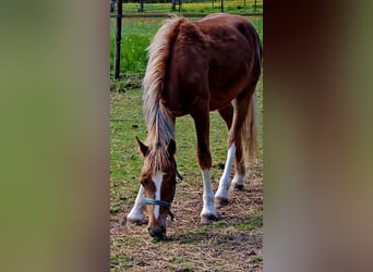 Freiberger, Caballo castrado, 1 año, 158 cm, Alazán