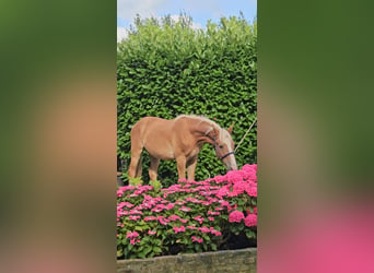 Freiberger, Caballo castrado, 1 año, 159 cm, Alazán