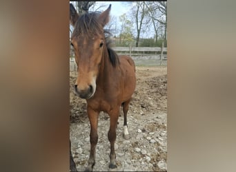 Freiberger, Caballo castrado, 1 año, 160 cm, Castaño