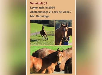 Freiberger, Caballo castrado, 1 año