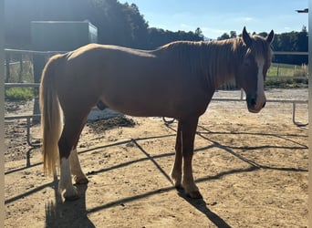Freiberger, Caballo castrado, 21 años, Alazán