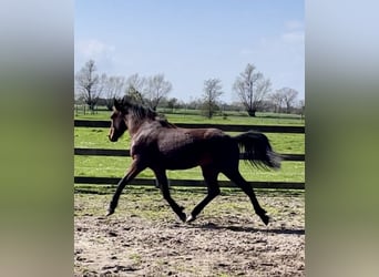 Freiberger Mestizo, Caballo castrado, 2 años, 143 cm, Castaño