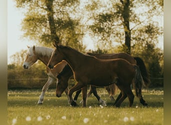 Freiberger, Caballo castrado, 2 años