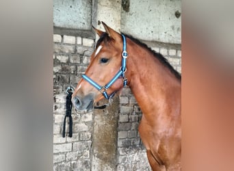Freiberger, Caballo castrado, 2 años, Castaño