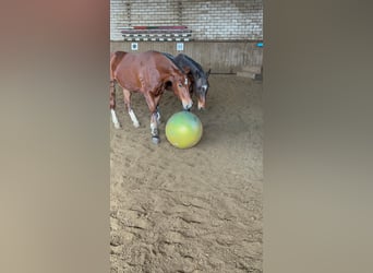 Freiberger, Caballo castrado, 3 años, 151 cm, Castaño