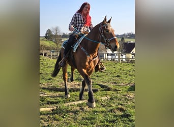 Freiberger, Caballo castrado, 3 años, 153 cm, Castaño