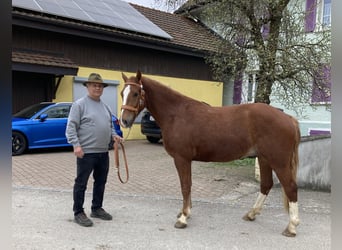 Freiberger, Caballo castrado, 3 años, 155 cm, Alazán