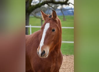 Freiberger, Caballo castrado, 3 años, 155 cm, Castaño