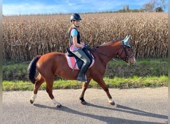 Freiberger, Caballo castrado, 3 años, 155 cm, Castaño