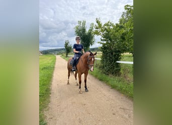 Freiberger, Caballo castrado, 3 años, 155 cm, Castaño