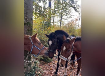 Freiberger, Caballo castrado, 3 años, 155 cm, Castaño