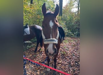 Freiberger, Caballo castrado, 3 años, 155 cm, Castaño