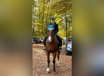 Freiberger, Caballo castrado, 3 años, 155 cm, Castaño