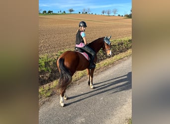 Freiberger, Caballo castrado, 3 años, 155 cm, Castaño