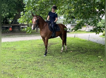 Freiberger, Caballo castrado, 3 años, 155 cm, Castaño