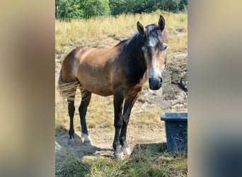 Freiberger, Caballo castrado, 3 años, 155 cm, Castaño