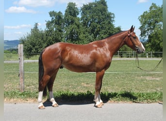 Freiberger, Caballo castrado, 3 años, 155 cm, Castaño