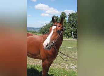 Freiberger, Caballo castrado, 3 años, 155 cm, Castaño