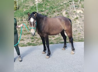 Freiberger, Caballo castrado, 3 años, 155 cm, Musgo