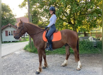 Freiberger, Caballo castrado, 3 años, 156 cm, Alazán