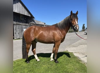 Freiberger, Caballo castrado, 3 años, 156 cm, Castaño